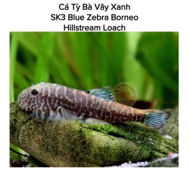 Cá Tỳ Bà Vây Xanh - SK3 Blue Zebra Borneo Hillstream Loach