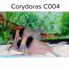 Cá Chuột C004 - Corydoras C004 