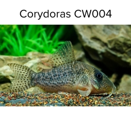 Cá Chuột CW004 - Corydoras CW004