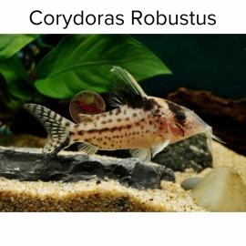 Cá Chuột Robustus - Corydoras Robustus