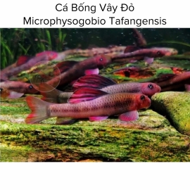 Cá Bống Vây Đỏ - Microphysogobio Tafangensis