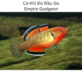 Cá Khỉ Đỏ Đầu Gù - Empire Gudgeon