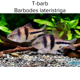 Cá Diếc Cờ Lê - T-barb - Barbodes Lateristriga