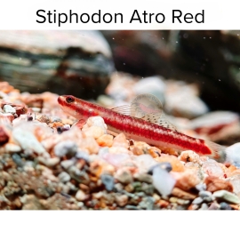 Cá Bống Atro Red - Stiphodon Atro Red