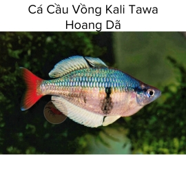 Cá Cầu Vồng Kalitawa - Kalitawa Rainbowfish