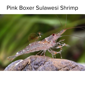 Tép Sula Pink Boxer -Sula Pink Boxe Shrimp