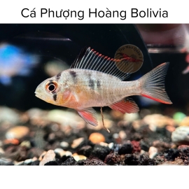 Cá Phượng Hoàng Bolivia