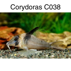 Cá Chuột C038 - Corydoras C038