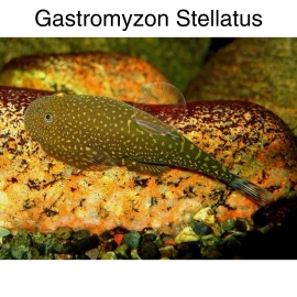 Cá Tỳ Bà Sao - Gastromyzon Stellatus