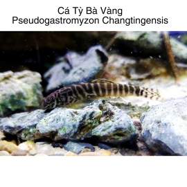 Cá Tỳ Bà Vàng - Pseudogastromyzon Changtingensis