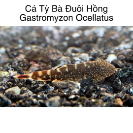 Cá Tỳ Bà Đuôi Hồng - Gastromyzon Ocellatus