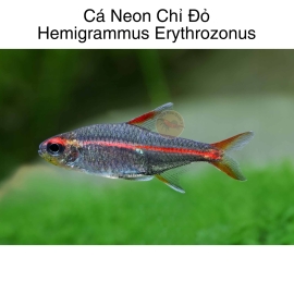 Cá Neon Chỉ Đỏ - Hemigrammus Erythrozonus