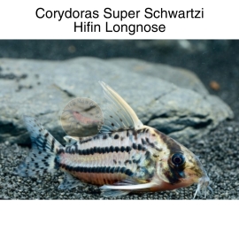 Cá Chuột Schwartzi -  Corydoras Super Schwartzi Hifin Longnose