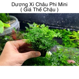 Cây Thủy Sinh Dương Xỉ Châu Phi Mini ( Giá Thể Chậu )