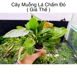 Cây Muỗng Lá Chấm Đỏ ( Giá Thể)