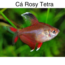 Cá Rosy Tetra - Megalamphodus rosaceus