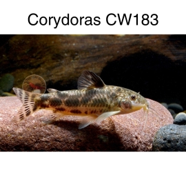 Cá Chuột CW183 - Corydoras CW183