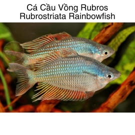 Cá Cầu Vồng Rubros - Rubrostriata Rainbowfish