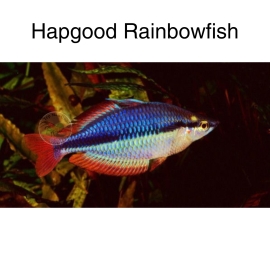Cá Cầu Vồng Hapgood - Hapgood Rainbowfish