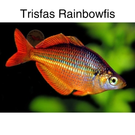 Cá Cầu Vồng Trisfas - Trisfas Short -Trisfas Rainbowfish