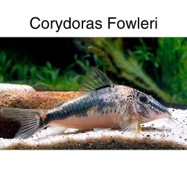 Cá Chuột Fowleri - Corydoras Fowleri