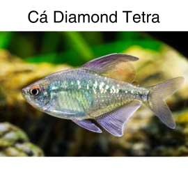 Cá Diamond Tetra - Moenkhausia Pittieri