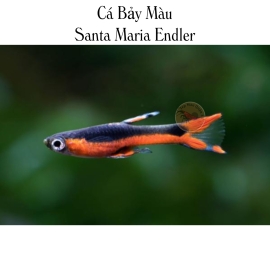 Cá Bảy Màu Santa Maria - Santa Maria Endler