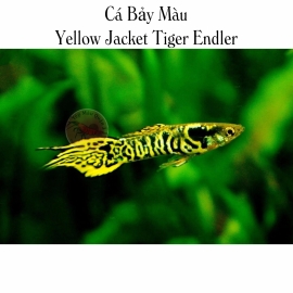 Cá Bảy Màu Yellow Jacket - Yellow Jacket Tiger Endler