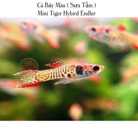 Cá Bảy Màu ( Sưu Tầm ) Mini Tiger Hybird Endler