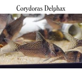 Cá Chuột Delphax - Corydoras Delphax