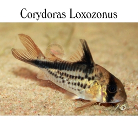 Cá Chuột Loxozonus - Corydoras Loxozonus