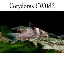 Cá Chuột CW082 - Corydoras CW082