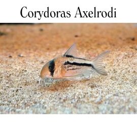Cá Chuột Axelrodi - Corydoras Axelrodi