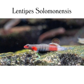 Cá Bống Solomon - Lentipes Solomonensis