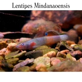 Cá Bống Mindana - Lentipes Mindanaoensis