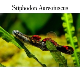 Cá Bống Aureofuscus - Stiphodon Aureofuscus