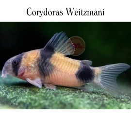 Cá Chuột Weitzmani -  Corydoras Weitzmani
