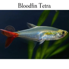 Cá Bloodfin Tetra - Aphyocharax Anisitsi
