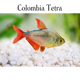 Cá Colombia Tetra - Hyphessobrycon Columbianus