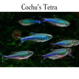 Cá Cochu's Tetra  - Boehlkea Fredcochui