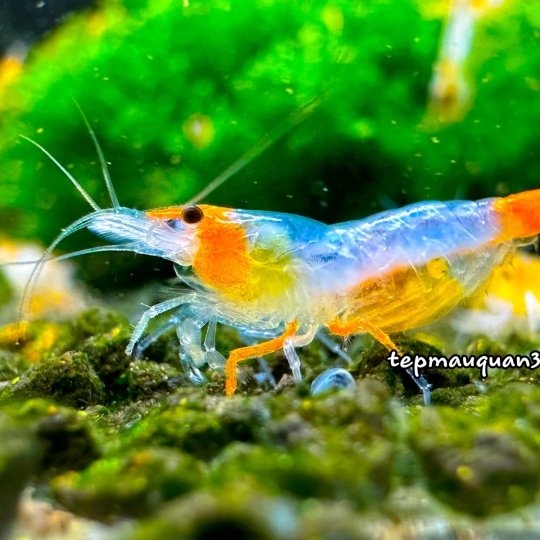 Orange Rili Shrimp - Rili Cam