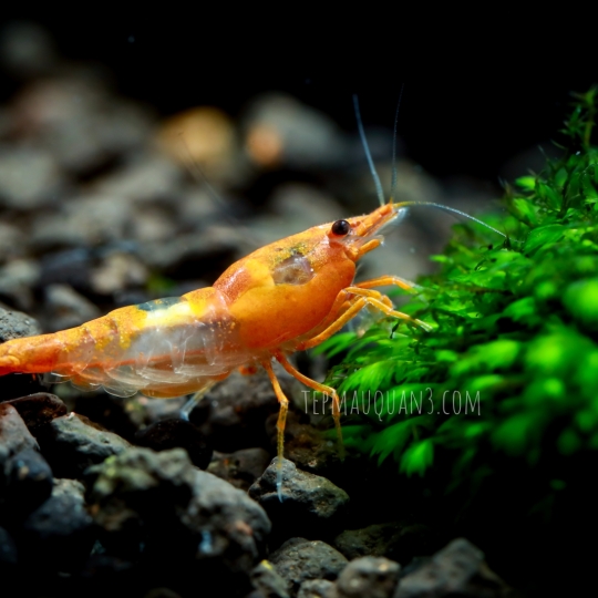 Orange Rili Shrimp - Rili Cam