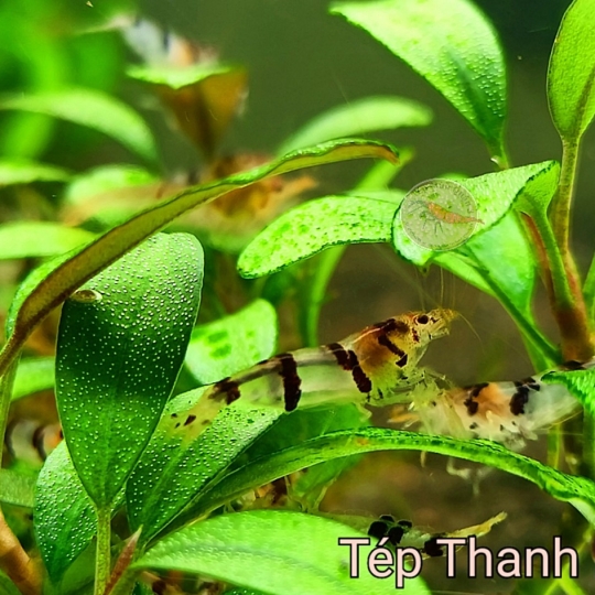 Tép Thanh Mai - Diệt Rêu Hại Cực Tốt