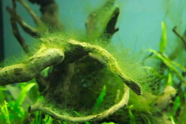 Rêu hại trong bể thủy sinh và một số loại tép diệu rêu hại đặc biệt !